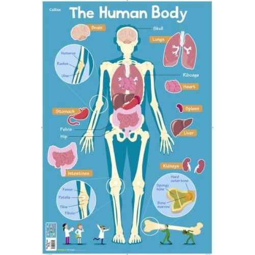 Human Body - Collins Children's Poster