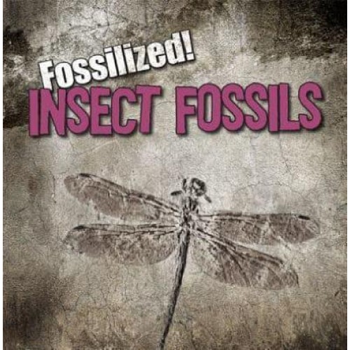 Insect Fossils - Fossilized!