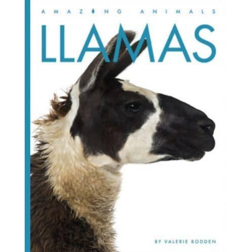 Llamas - Amazing Animals